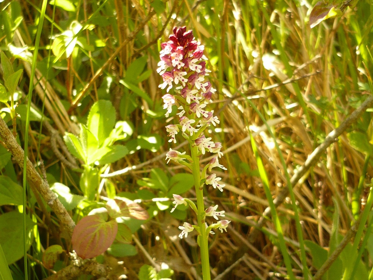 Neotinea ustulata var. ustulata (Orchidaceae)